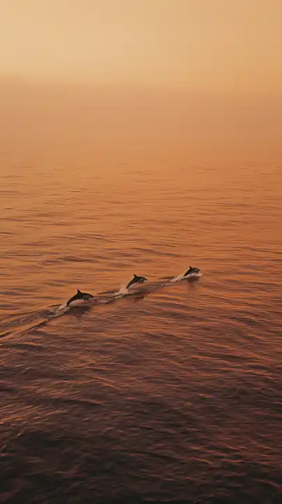 drone shot of a group of dolphins jumping out of the ocean