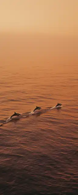 drone shot of a group of dolphins jumping out of the ocean