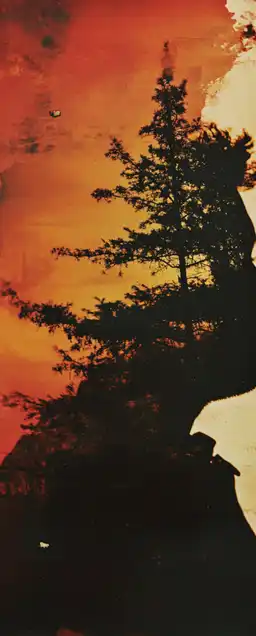 a double exposure of a male close up shot and a forrest