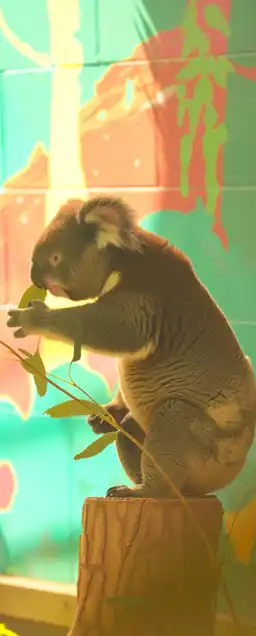 a koala bear sitting on a tree eating a green leaf